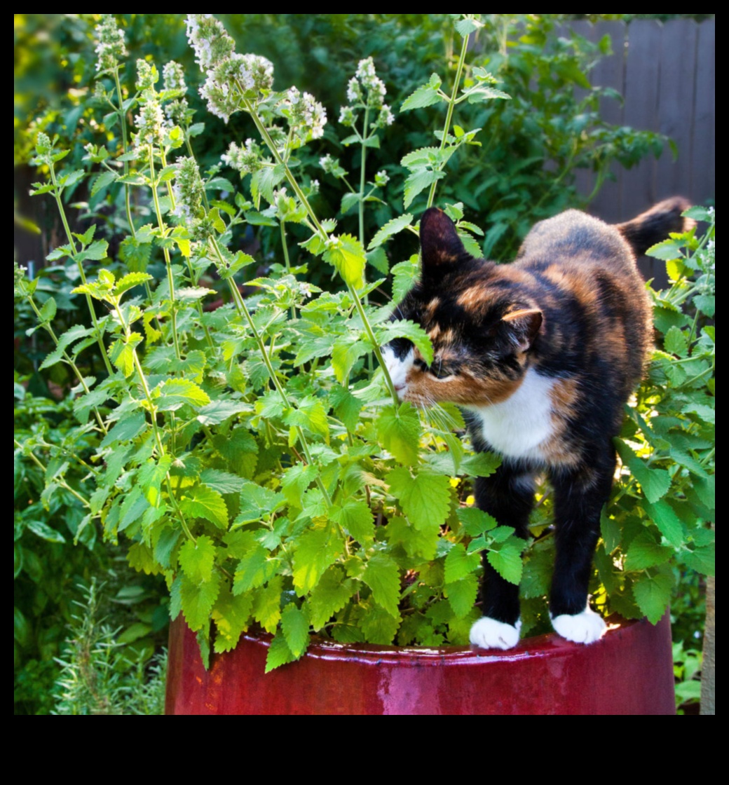 Catnip DIY: Kendi Catnip Bahçenizi Büyütmek