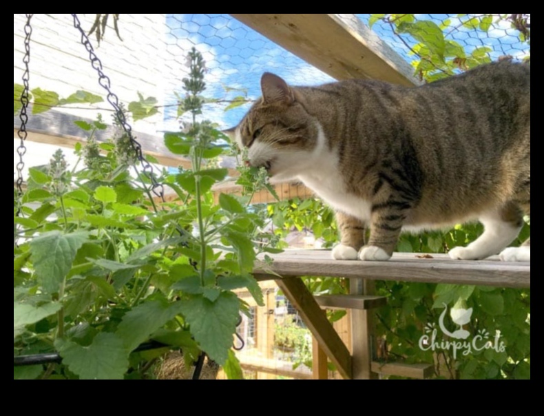 Catnip DIY: Kendi Catnip Bahçenizi Büyütmek