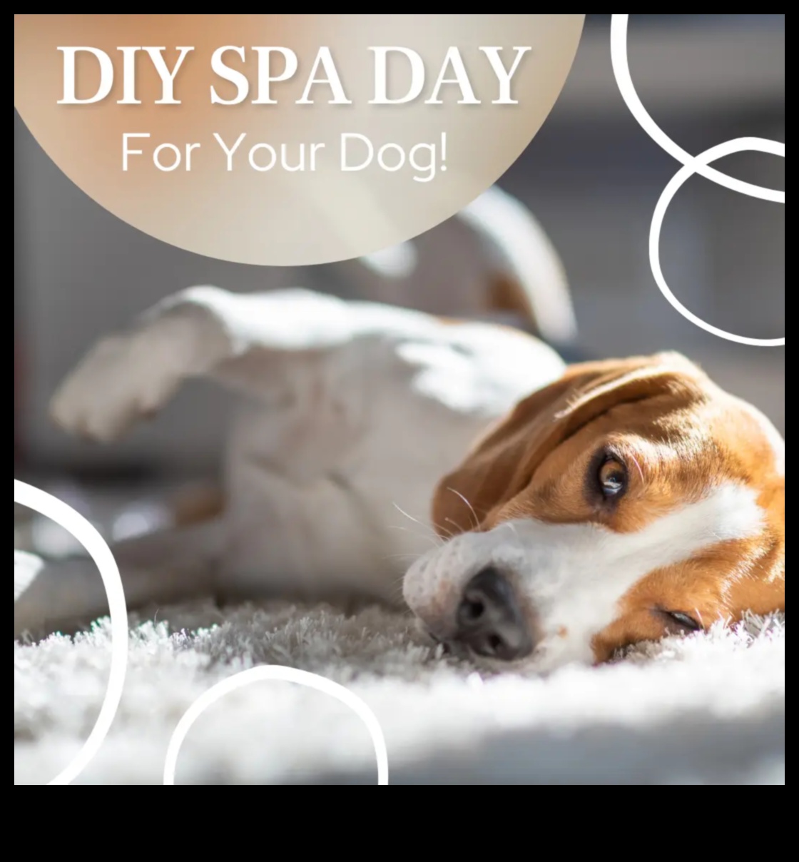 Doggy Day Spa: Yavru Köpeğinizi Kendin Yap Bakımıyla Şımartmak