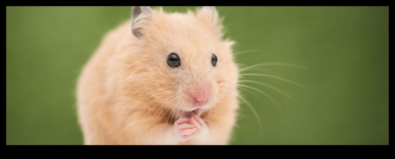 Hamster Bakım Sanatı: Bakımlı Bir Evcil Hayvanın Bakımı İçin İpuçları