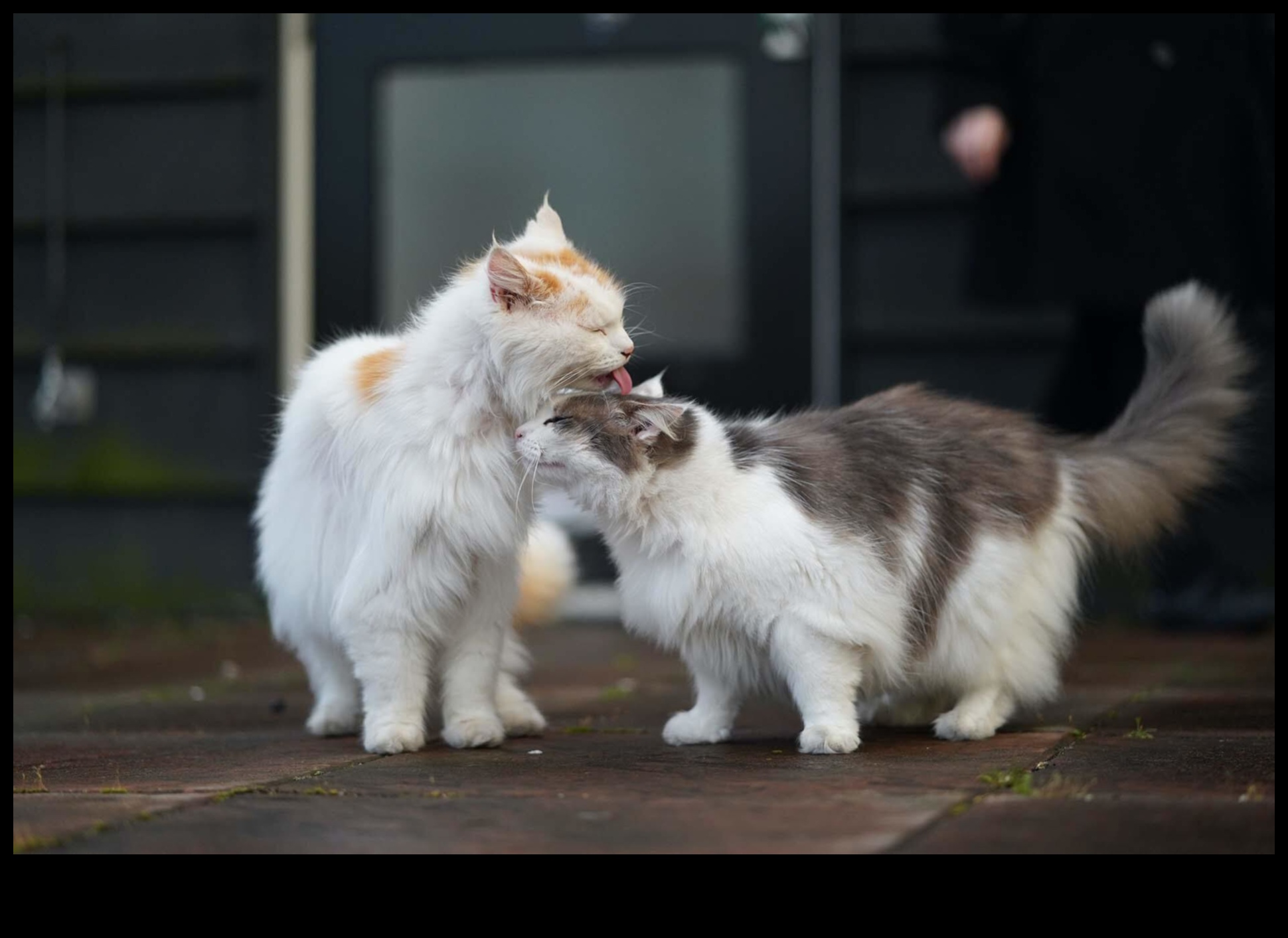 Kedi Bağlantıları: Diğer Kedilerle Olumlu İlişkiler Kurmak