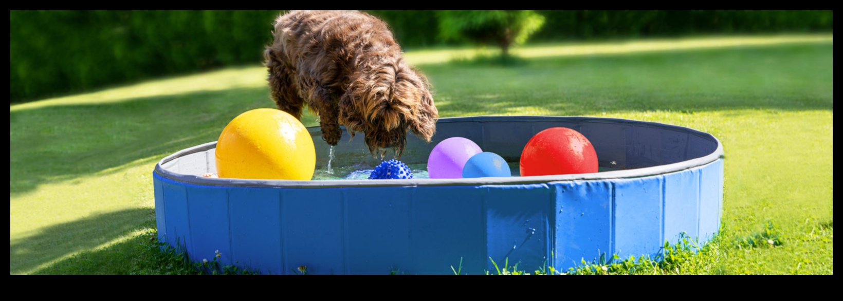 Köpek Havuzu Paw-ty: Serinlemek için Su Oyunları