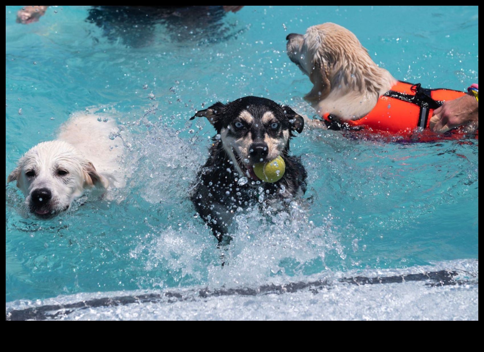 Köpek Havuzu Paw-ty: Serinlemek için Su Oyunları