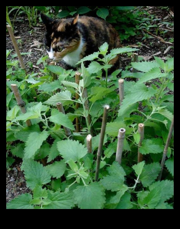 Catnip DIY: Kendi Catnip Bahçenizi Büyütmek