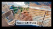 Hamster Hidrasyonu Evcil Hayvanınızın Yeterli Su Almasını Sağlar