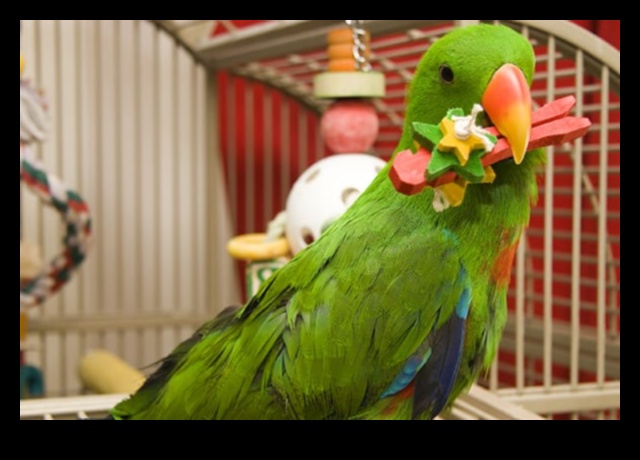 Parrot Playdates: Evcil Hayvan Kuşları için Sosyal Etkileşimi Besleme