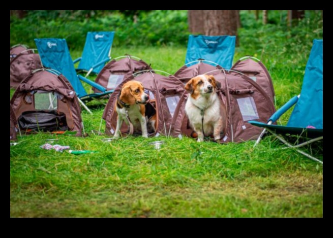 Köpek Kampı Devam: Açık Hava Keşfi Genişletme