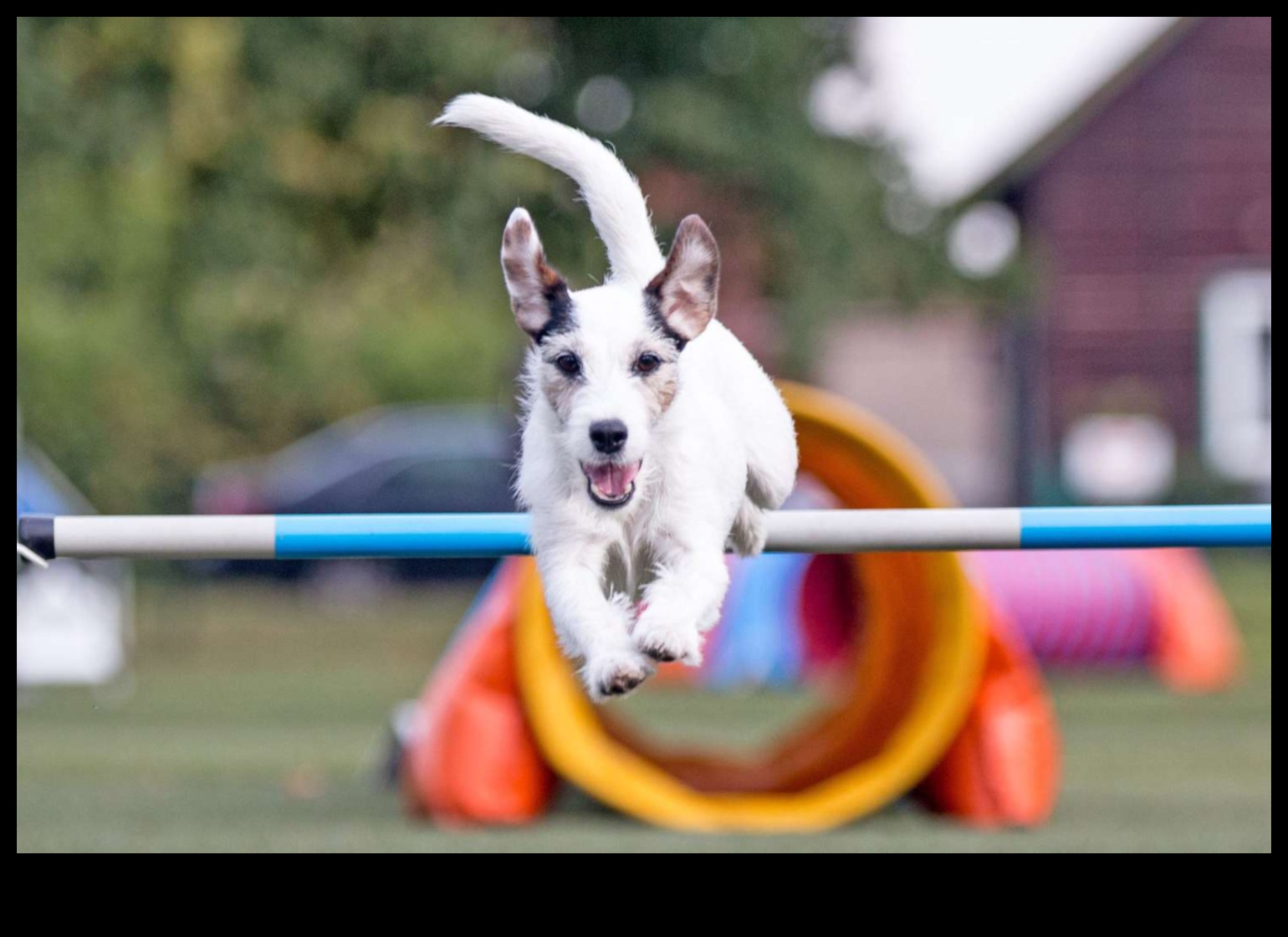 Paws ve Play: Köpekler ve sahipleri için eğlenceli aktiviteler