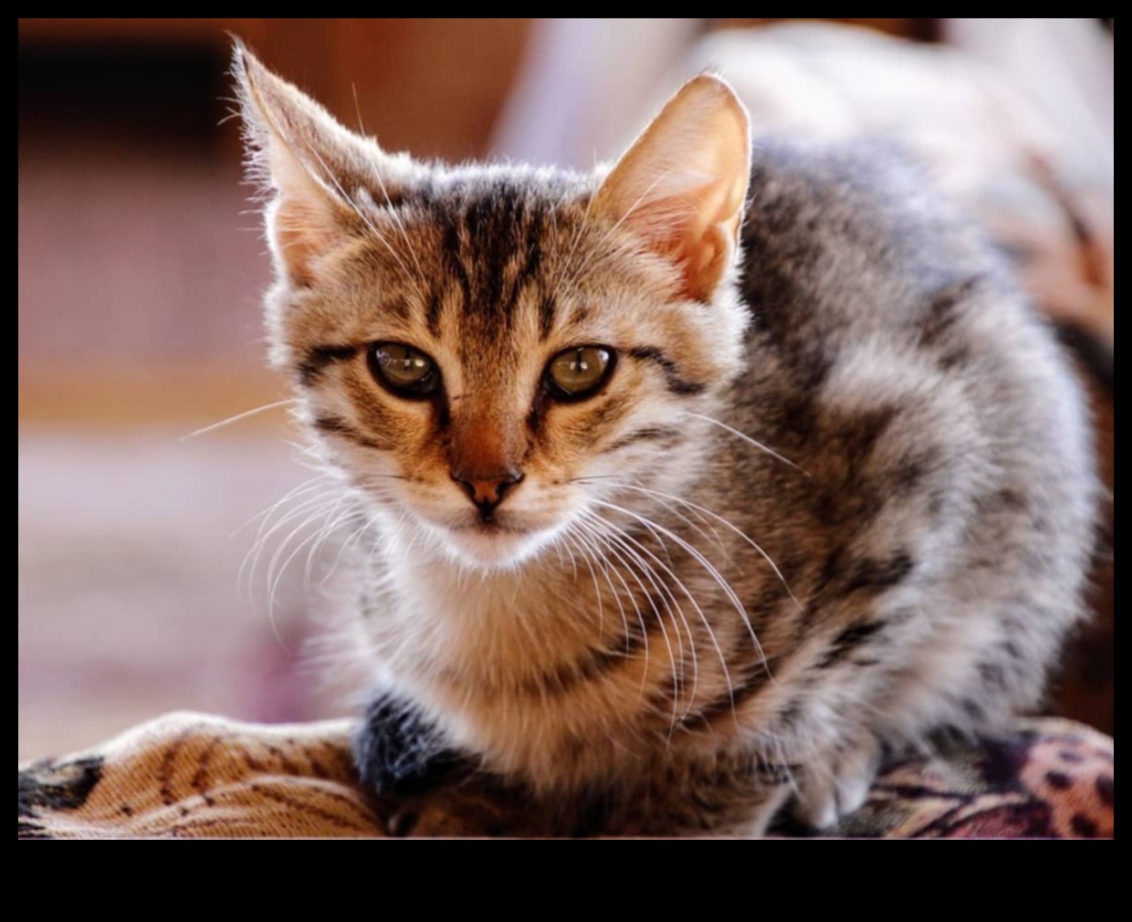 Bıyık Saati: Cat Bıyık Sinyallerini Gözlemleme ve Anlama