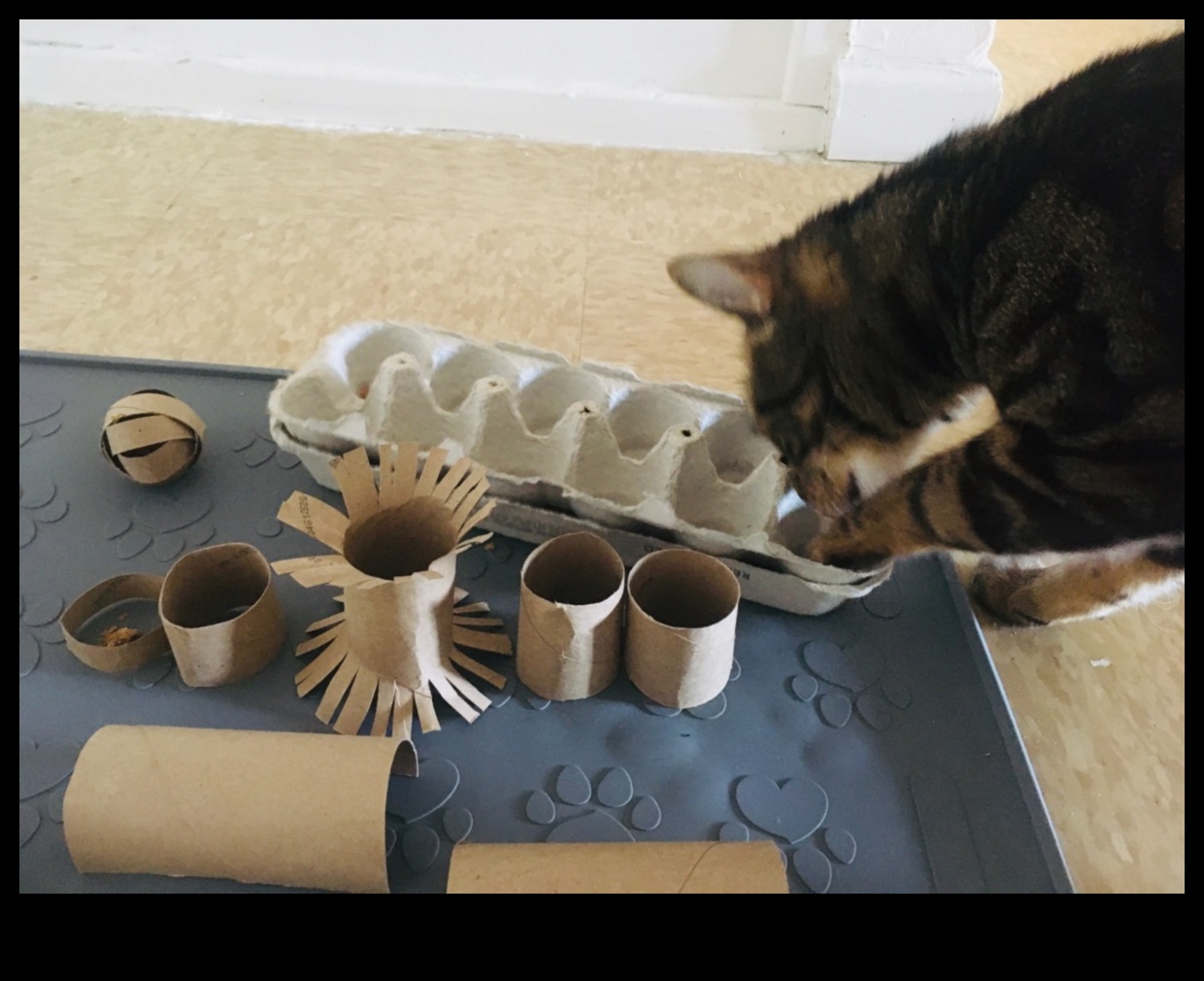 DIY Kedi Zenginleştirme: Mutlu Bir Kedi İçin Uyarıcı Aktiviteler