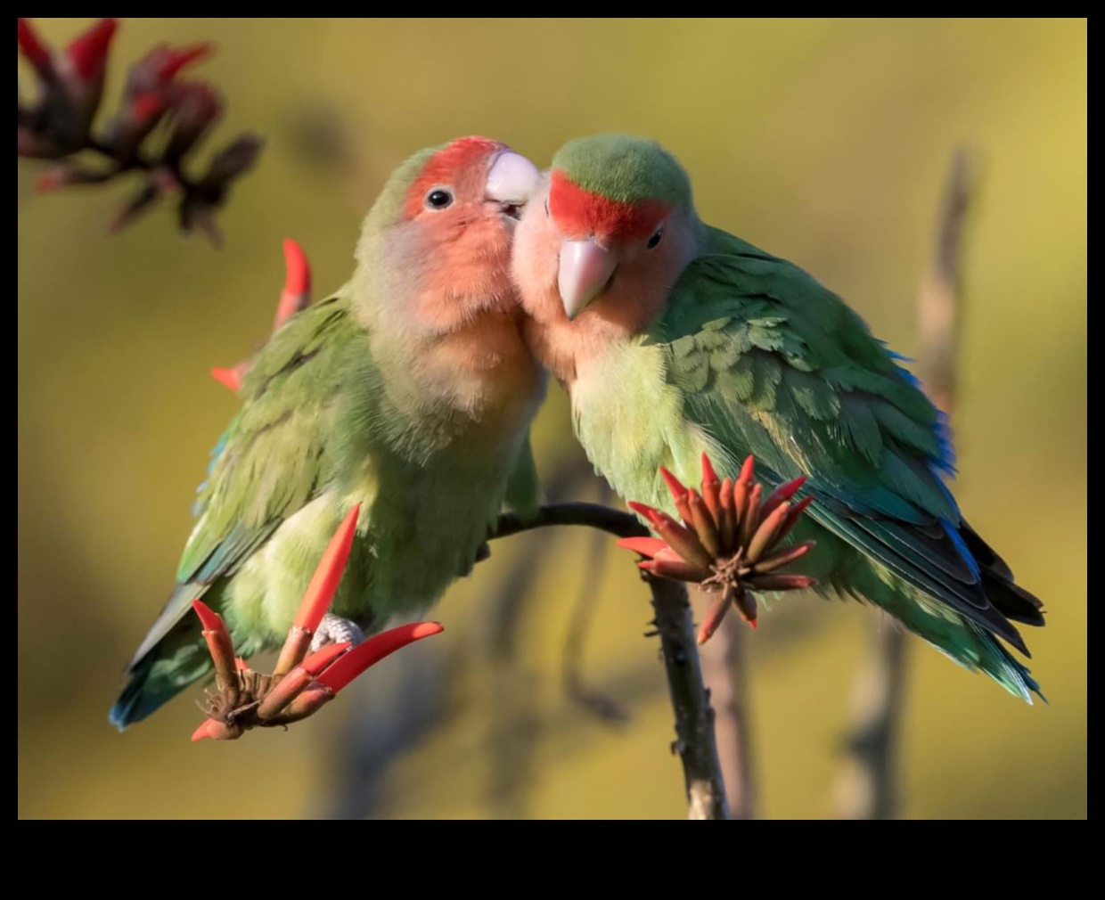 Sıralama tüyleri: Kuş tımar ve preening sanatı