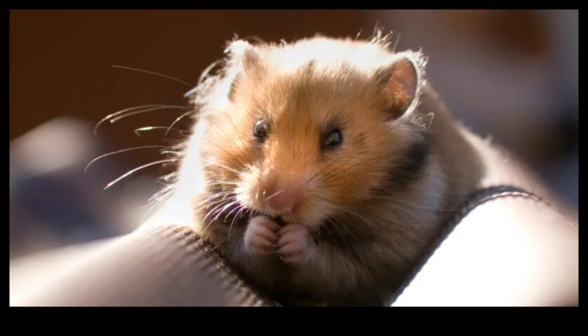 Bu küçük yaratıkların ilginç davranışlarını araştıran hamster alışkanlıkları